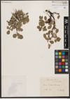 Foto von Salix reticulata L.